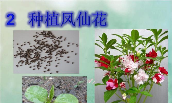 如何种植丁香花种子（从选种到管理）
