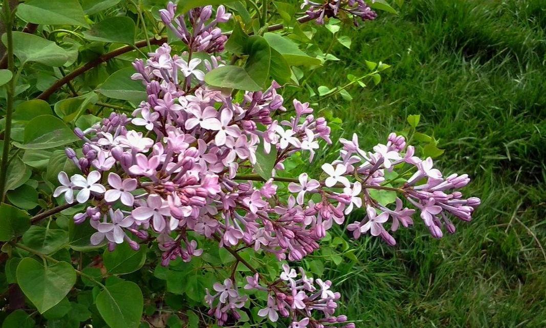 探秘丁香花的神奇之处（揭开丁香花的种类）