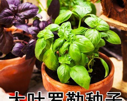 如何正确修剪丁香（精益求精）