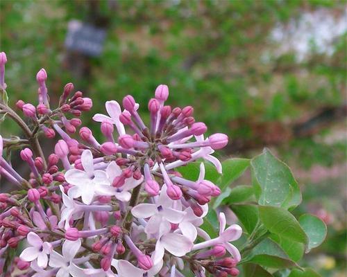 如何养好丁香花（让你的丁香花长得更健康）