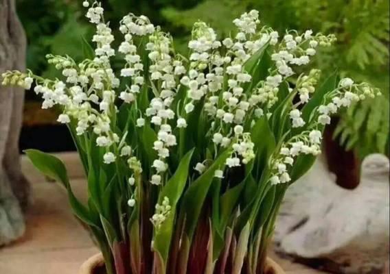 如何养好丁香花（让你的丁香花长得更健康）