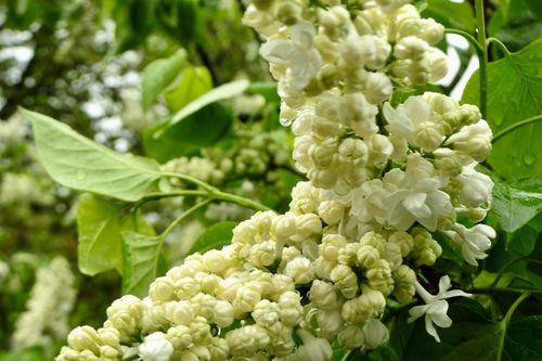 如何养好丁香花（让你的丁香花长得更健康）