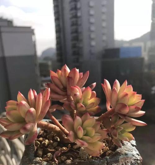 叮当锦多肉的养护全攻略（如何让叮当锦多肉健康长势）