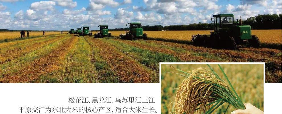 探秘东北大米的生长周期（从种植到收获）