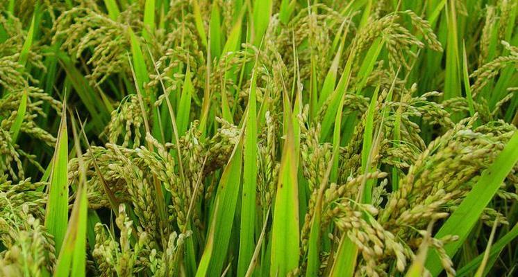探秘东北大米的生长周期（从种植到收获）