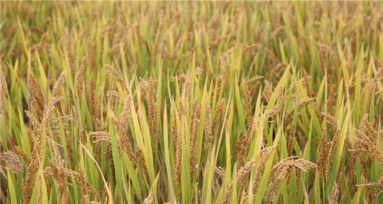东北稻谷收割时间探究（稻谷收割季节）