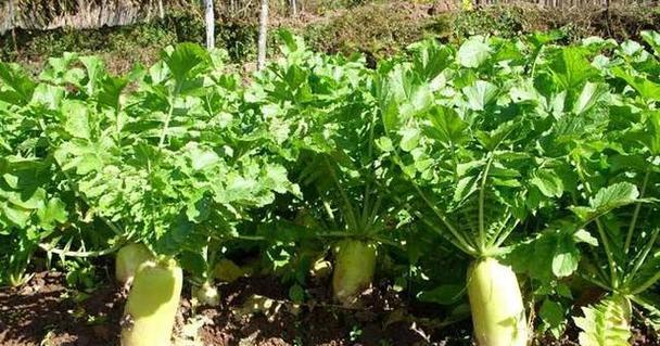 探究东北胡萝卜的最佳播种时间（从气候、土壤到栽培管理）