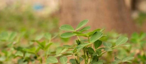 东北花生播种时间及注意事项（了解东北花生种植）