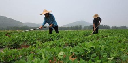 东北花生种植全攻略（时间、方法、注意事项）