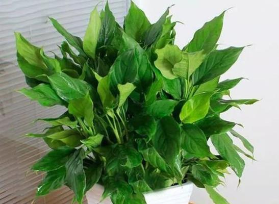 东北角适合种植的植物（打造花园之美）