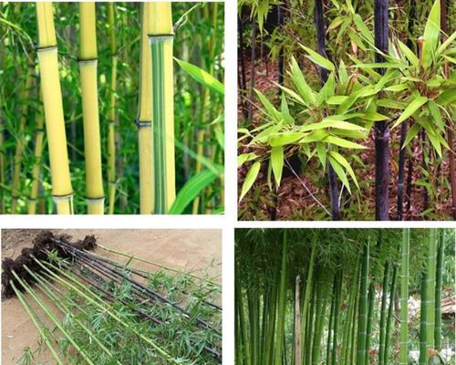 探讨东北竹子种植的可行性（从地理条件）