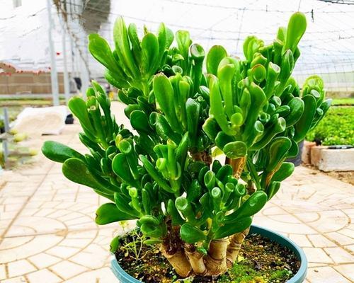 东北盛产的美丽花卉（探秘东北适合种植的花卉及其特点）