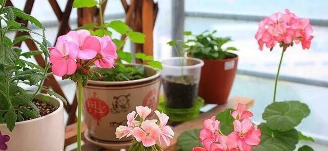 东北阳台花卉种植指南（打造宜人舒适的阳台花园）