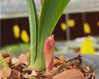 东方红荷开花时间的探究（从种植到开花）