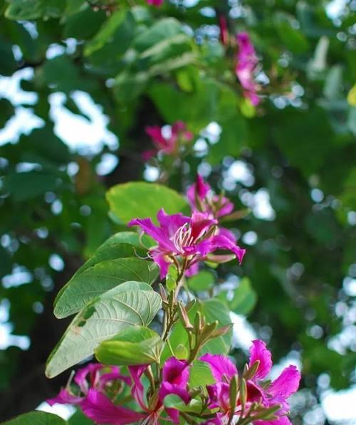 东莞市花——仙人掌：揭秘这朵独特的市花