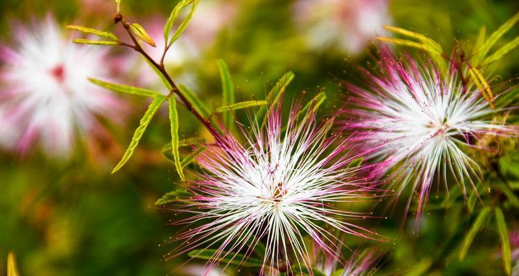东莞适合种什么花（花草种植科普指南）