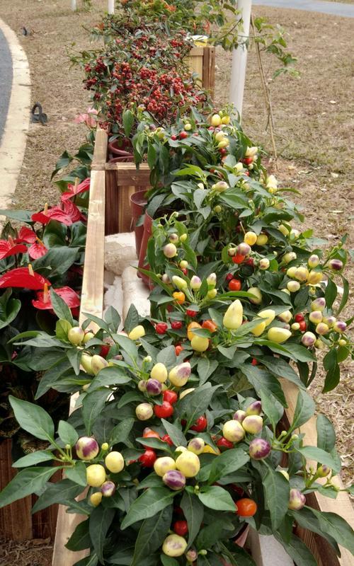 东莞适合种什么花（花草种植科普指南）