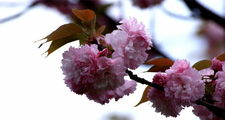 东京樱花盛开时间剖析（赏樱攻略）