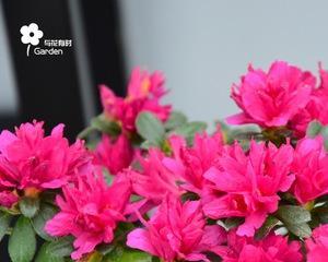 东洋杜鹃的耐寒特性（探究东洋杜鹃在寒冷环境下的生存能力）