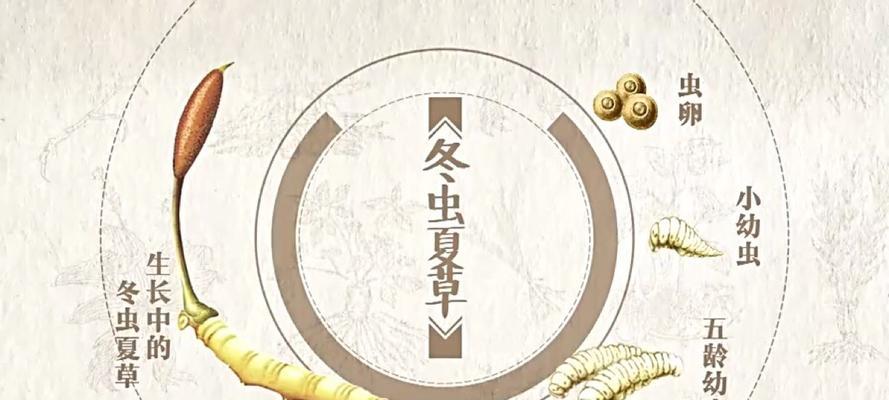 探究冬虫夏草的生长条件和特性（生命力顽强的“草中之王”）