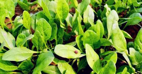冬春菜园种植指南（寒冬蔬菜）
