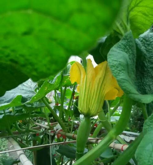 冬瓜花色大揭秘（探究冬瓜花的颜色和特点）