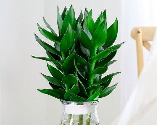 冬瓜开花时间的探究（揭秘冬瓜开花的过程与影响因素）