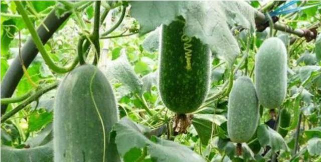 冬瓜种植全攻略（冬瓜的种植时间）