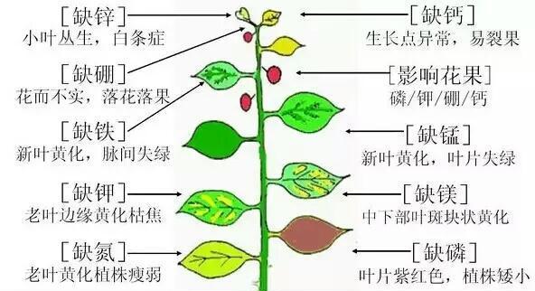 冬瓜摘心打顶时间与方法详解（掌握正确时间与方法）