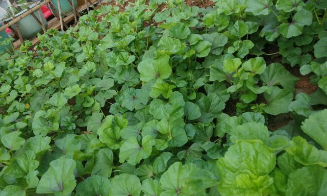 冬寒菜的季节性与营养价值（寒冬时节的菜蔬宝藏——冬寒菜）