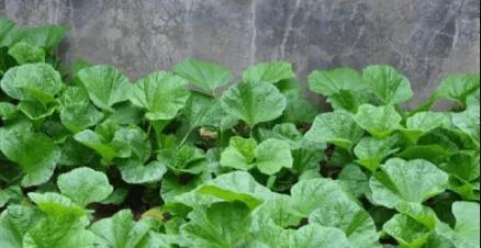 冬寒菜的种植时间和方法（提高冬季蔬菜种植收益）