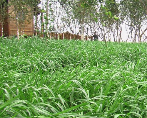 冬黑麦草的种植时间和方法（合适的播种时期和关键因素）