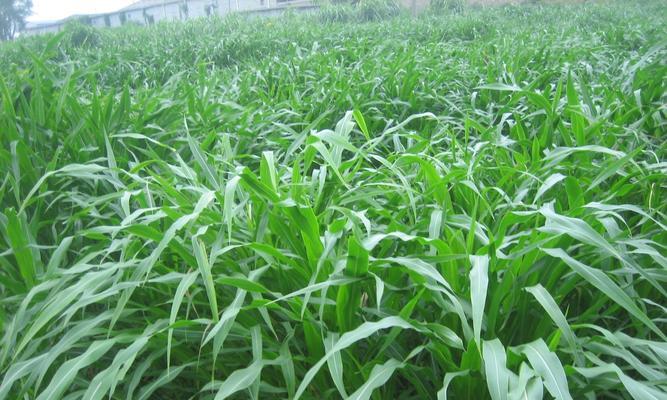 冬黑麦草的种植时间和方法（合适的播种时期和关键因素）
