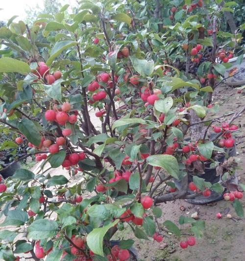 冬红果花的颜色和特点（探究冬红果花的鲜艳之美）