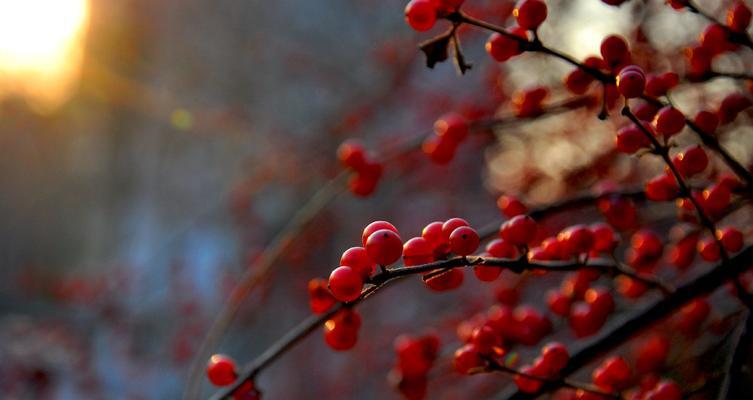 冬红果花的颜色和特点（探究冬红果花的鲜艳之美）