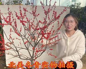 冬红果耐寒温度高达多少度（解析冬红果的寒冷适应能力及其栽培与保护）