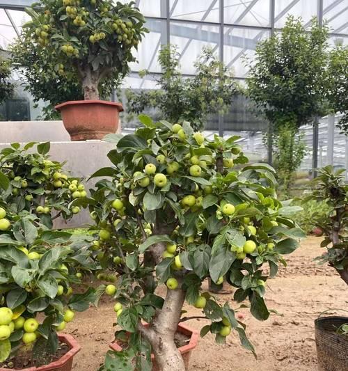 如何选择合适的盆栽种植冬红果（冬红果盆栽的选择与技巧）