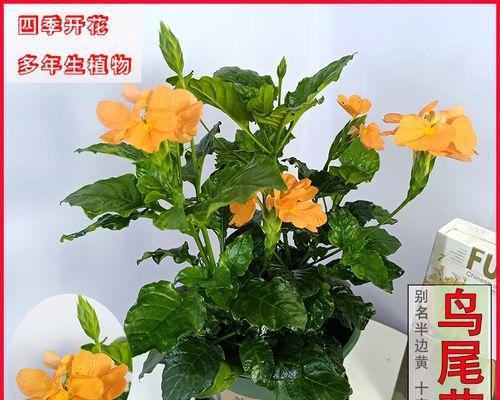 冬季开花的多年生花卉（寒冬中的花海）