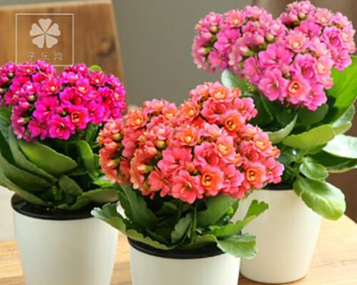 冬日花香馥郁——室内开花的花卉（探秘在寒冷的季节里）