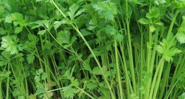 冬季种菜指南（寒冬里的丰收）