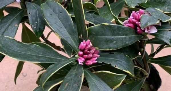 冬季花卉种植指南（打造冬季花园美景）