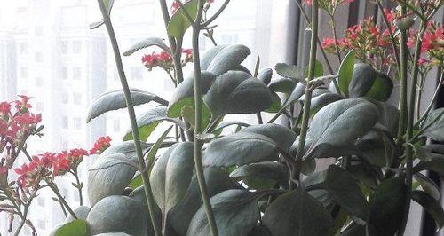 冬季花卉种植指南（打造冬季花园美景）