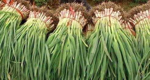 冬季蔬菜种植指南（寒冷季节也可以种植营养美味的蔬菜）