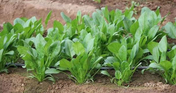冬季蔬菜种植指南（寒冷季节也可以种植营养美味的蔬菜）