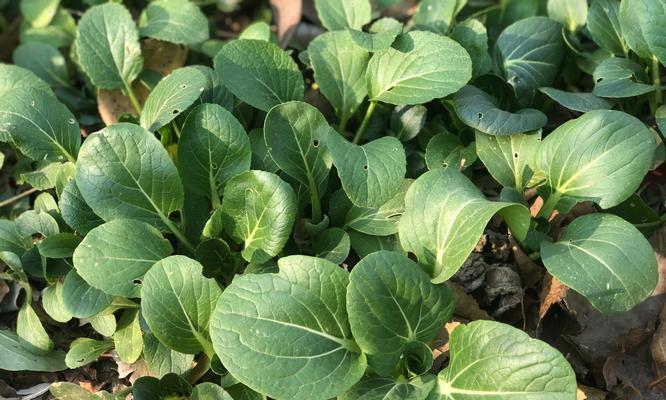 冬腊月种菜指南（寻找适合冬季种植的菜品）