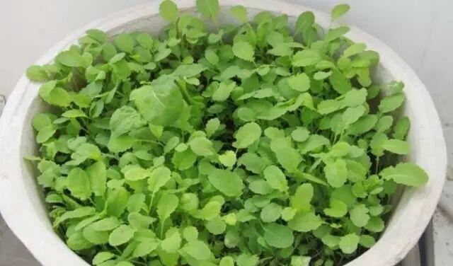冬腊月种菜指南（寻找适合冬季种植的菜品）