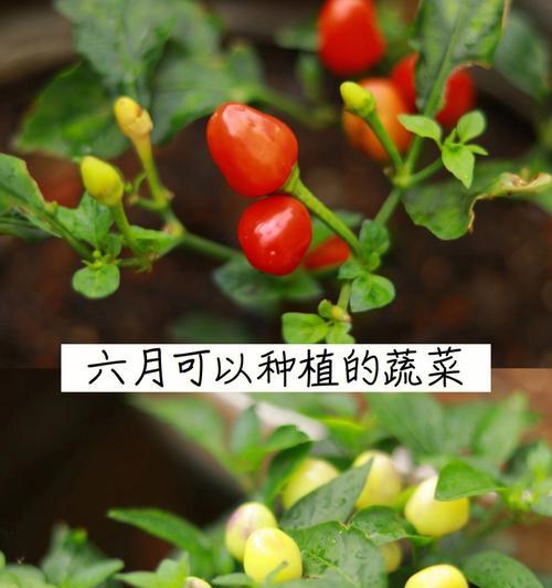冬腊月种菜指南（寻找适合冬季种植的菜品）