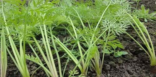 冬萝卜的种植技巧（冬萝卜的最佳播种时间和种植方法）