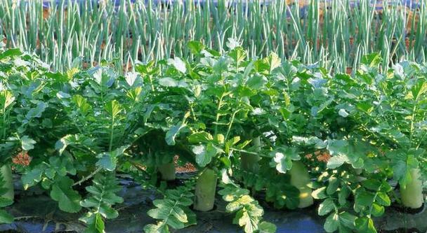 冬萝卜种植与收获全攻略（时间、方法、技巧一网打尽）