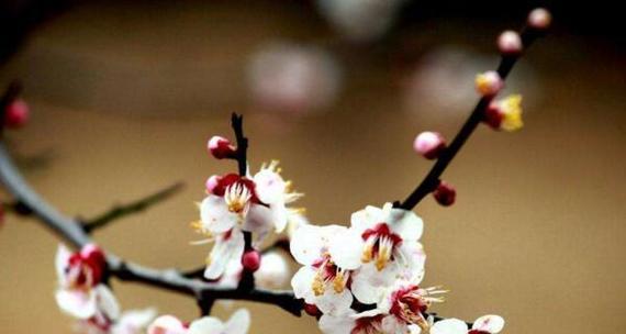 冬梅开花时间及花期长短（揭秘冬梅开花规律）